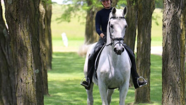 The 12 Most Trusted Horse Breeds for Smooth and Reliable Riding