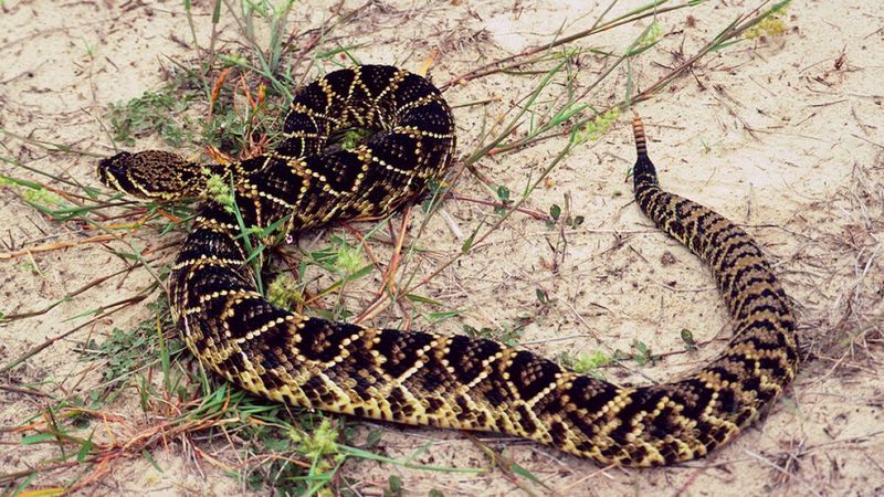 Eastern Diamondback Rattlesnake