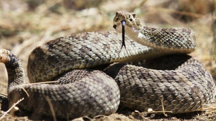 The 13 Most Aggressive Snake Species in America—and Where They’re Hiding Right Now