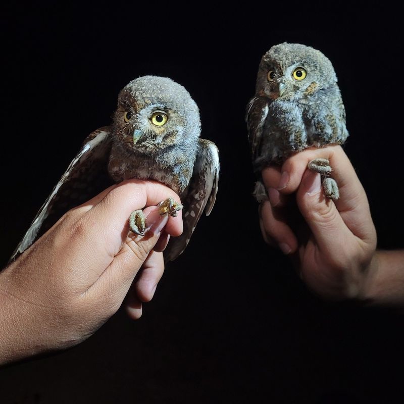 Elf Owl