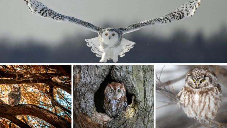 The 13 Most Iconic Owls Found in North America