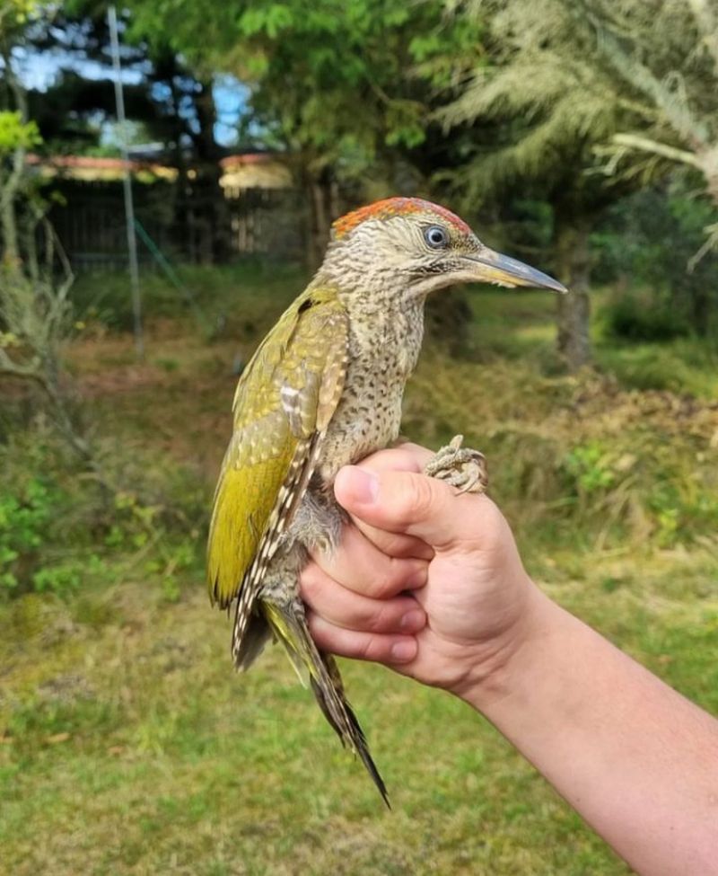 Green Woodpecker