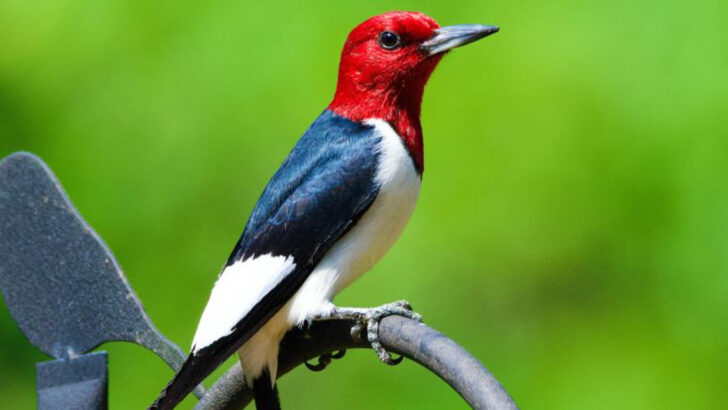 The 15 Incredible Woodpeckers Every Birder Should Recognize