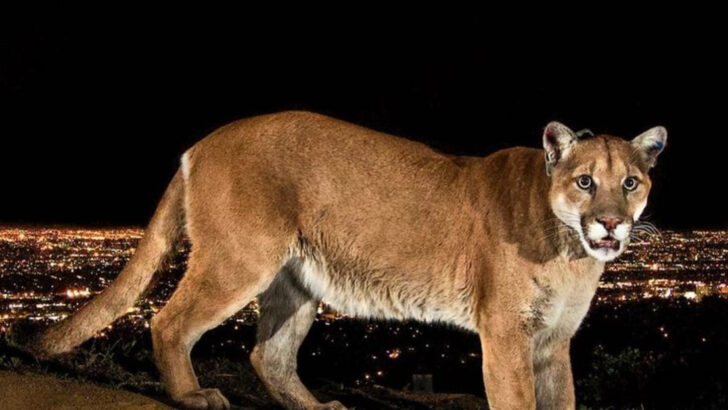 The 15 U.S. States Where Cougars Are Most Frequently Seen