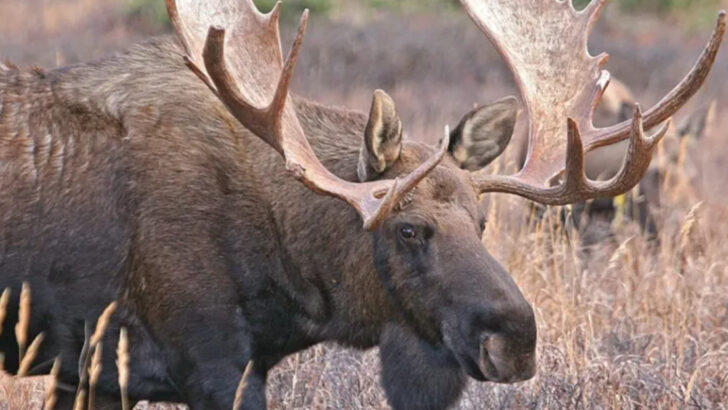 The 16 U.S. States With the Largest Moose Populations — One Has More Than 70,000