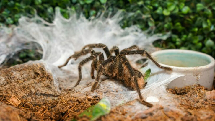 The 17 Largest Spiders in the World Still Creeping Among Us