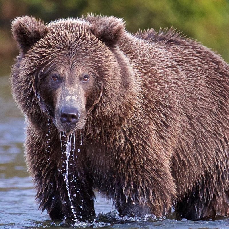 Alaska