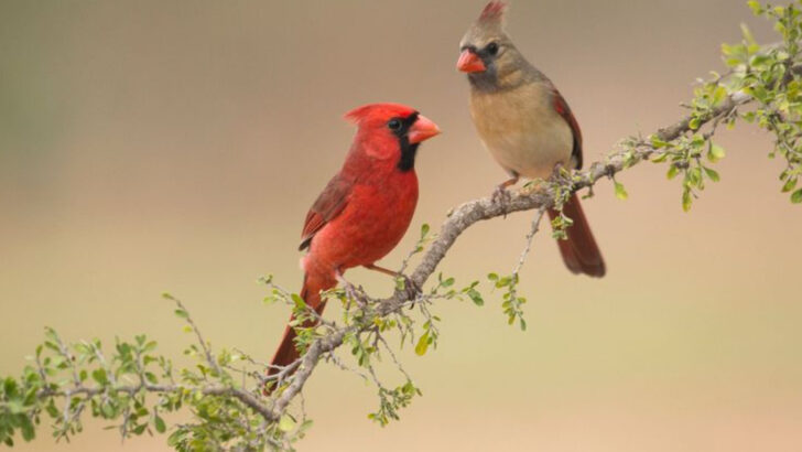 The 18 Greatest Songbirds You’ll Find Across America