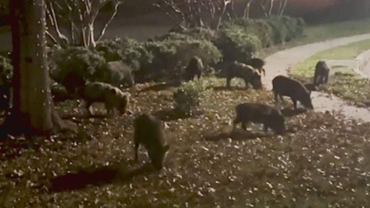 The 19 U.S. States Being Overrun by Wild Hogs — One Has Over 2 Million and Growing