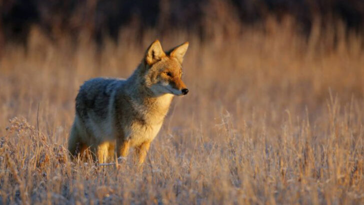 The 20 States with the Highest Coyote Populations in America
