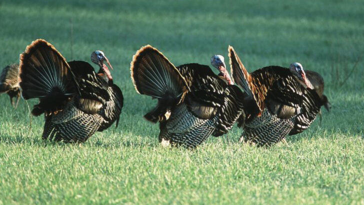 The 20 U.S. States With the Largest Wild Turkey Populations — One Has Over 500,000