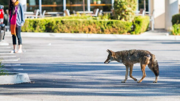 The 21 U.S. States Where Coyotes Are Moving Closer to Cities—and What It Means for Pets