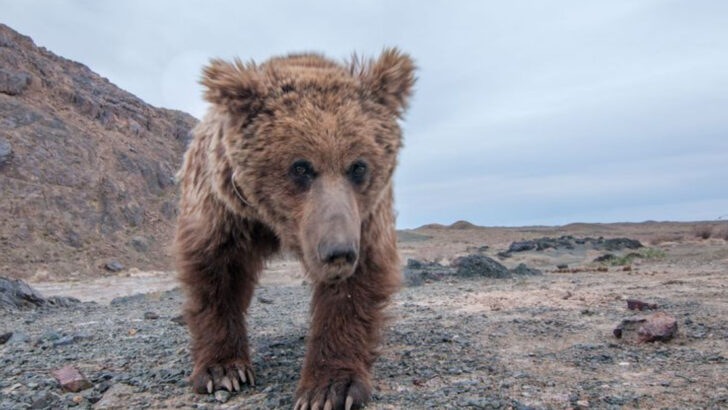 The 9 Most Isolated Animals on Earth—and How They’ve Survived Without Humans