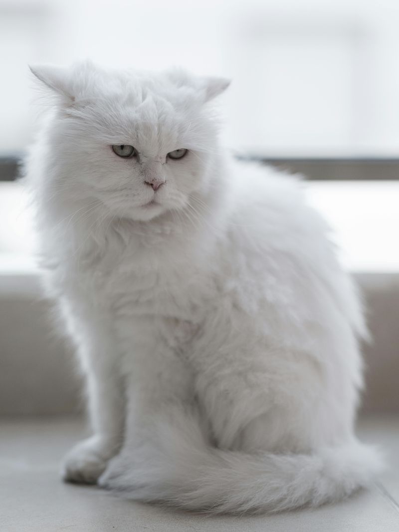 The Persian