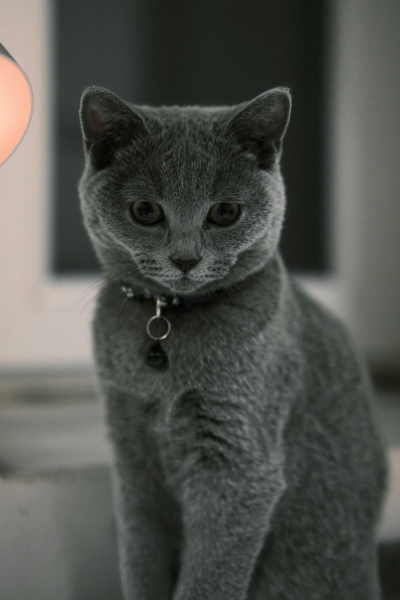 The Russian Blue