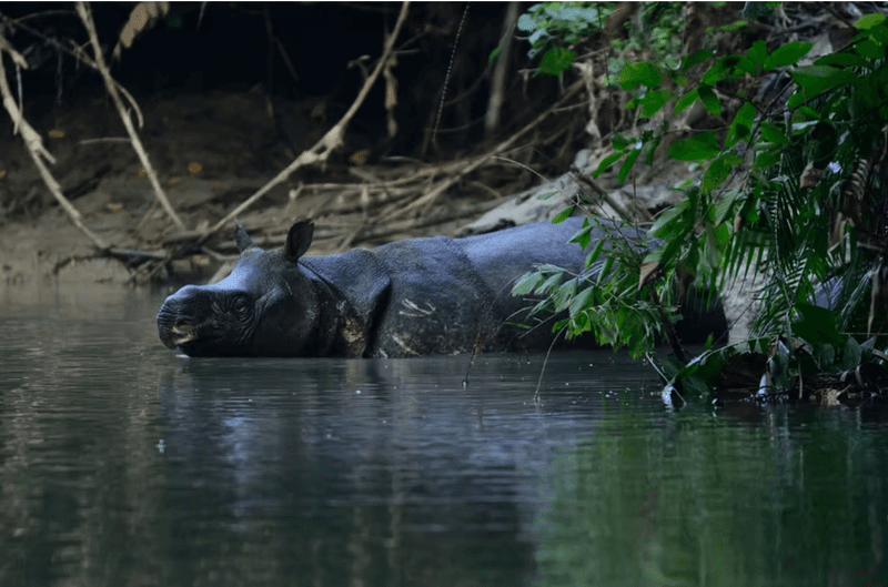 The Javan Rhino