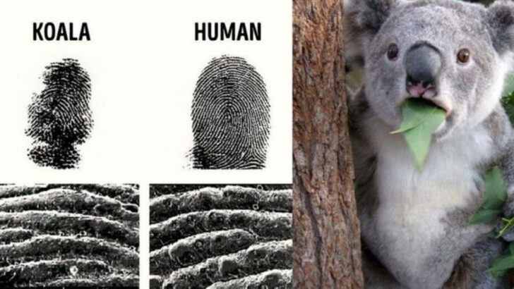 The Animal With Fingerprints So Human, It Can Fool Forensic Experts
