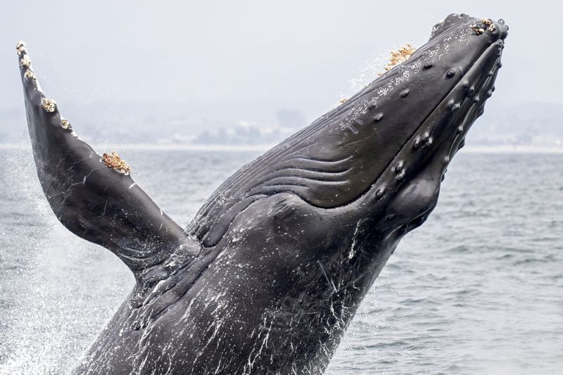 The Humpback Whale
