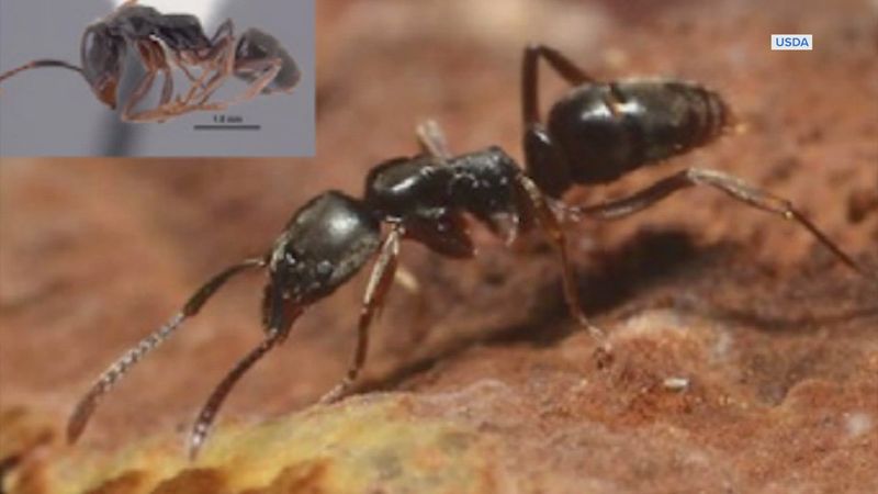 The Deadly Sting