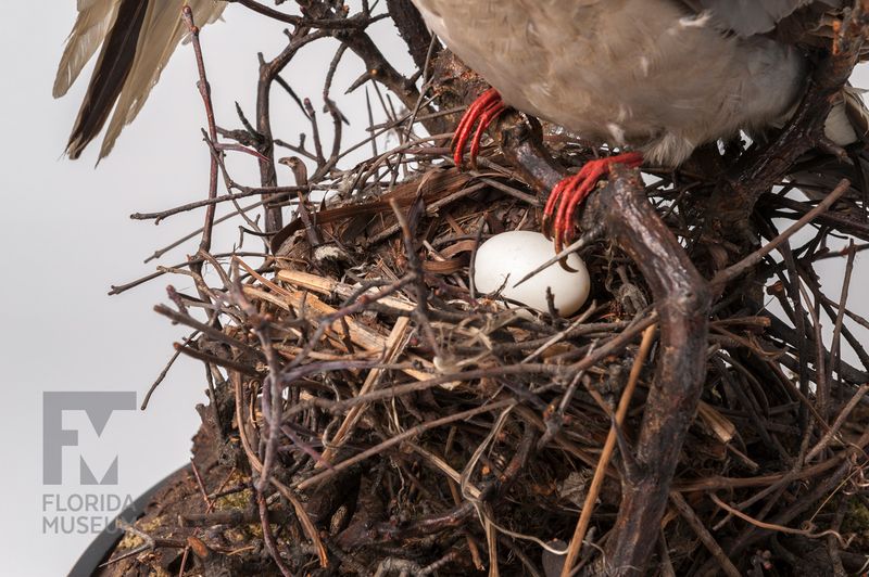 Unique Nesting Habits