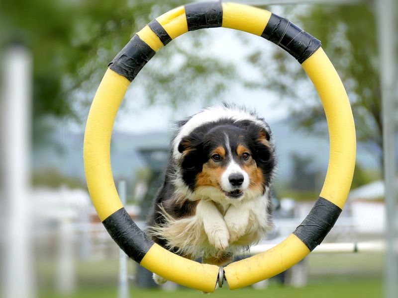 The Incredible Jump Through Hoop