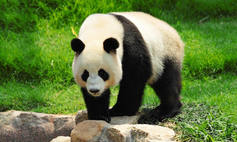 The Giant Panda