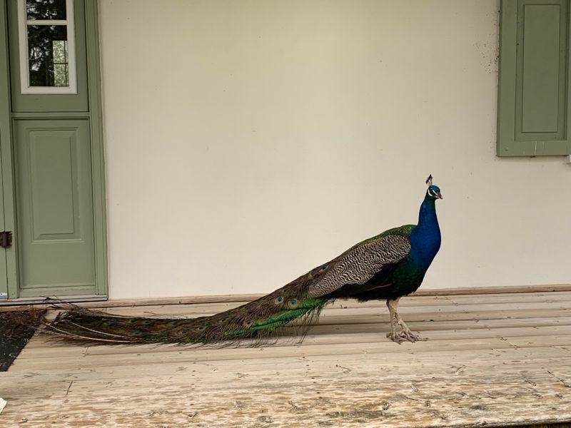 The Peacock's Vibrant Visit