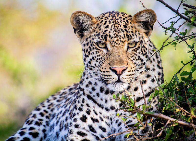 Leopard