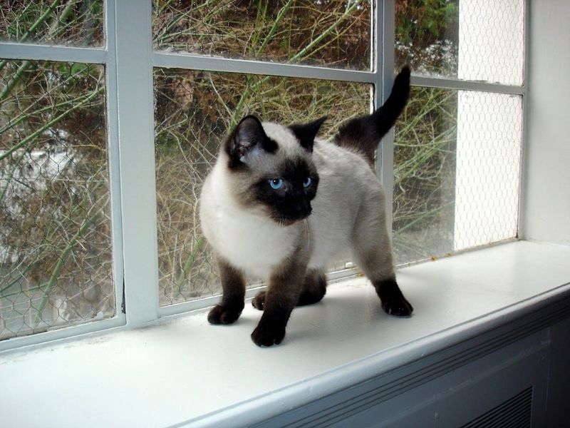 The Siamese