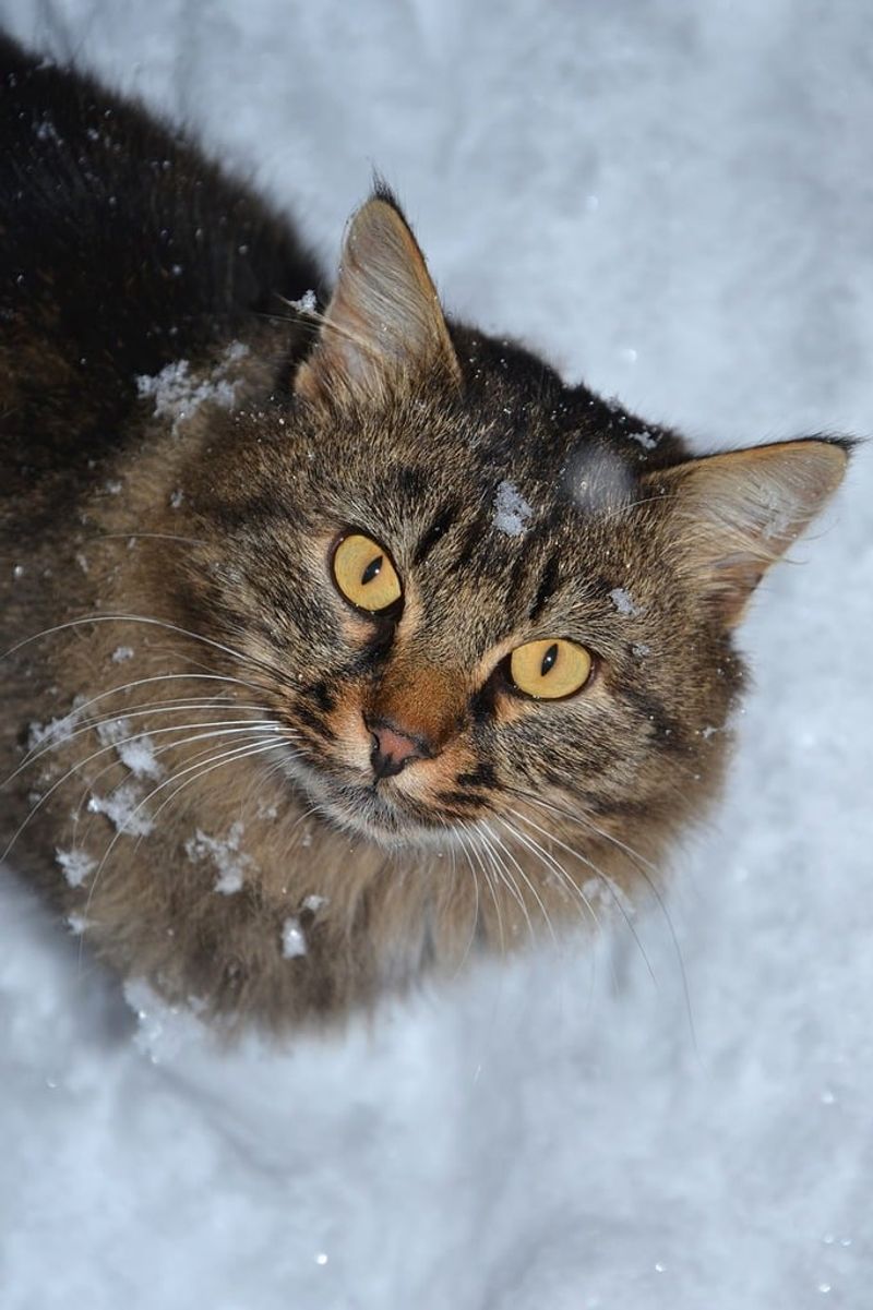 The Siberian