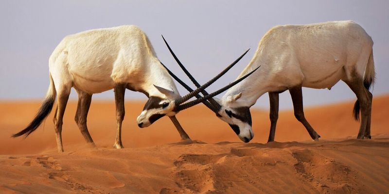 The Arabian Oryx