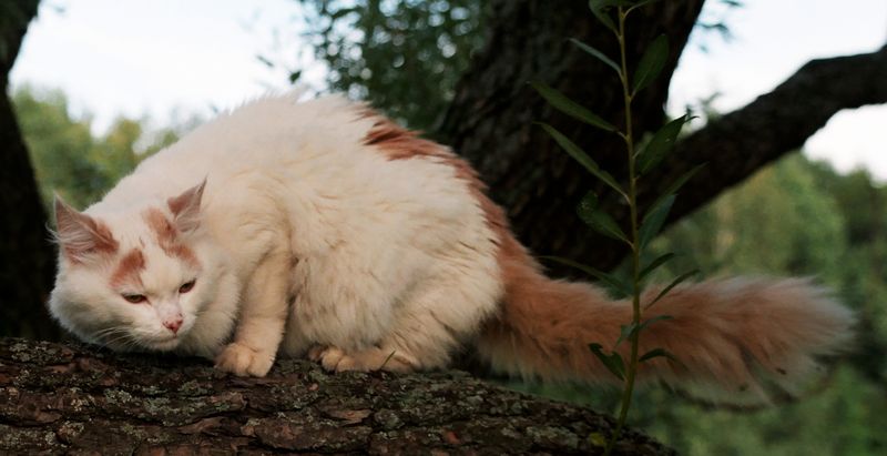 The Turkish Van