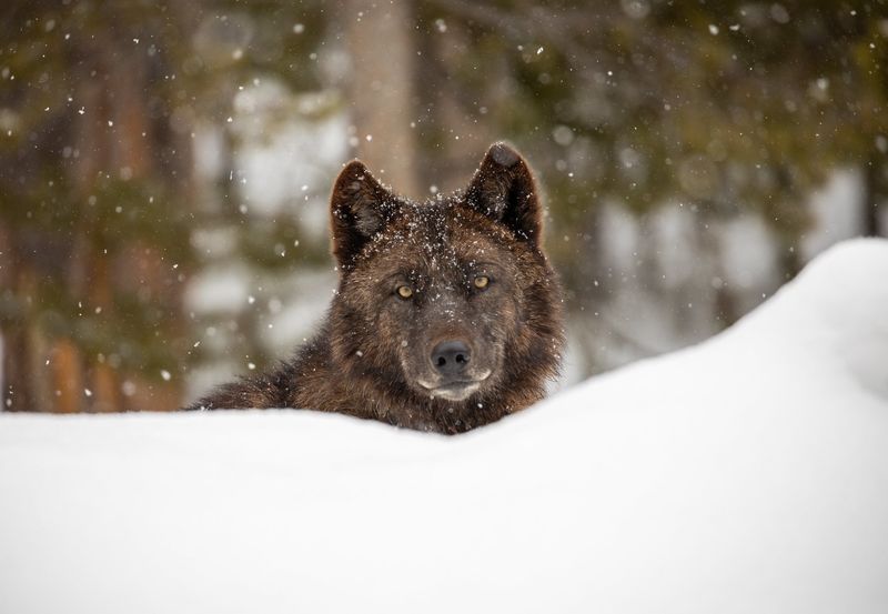 The Gray Wolf