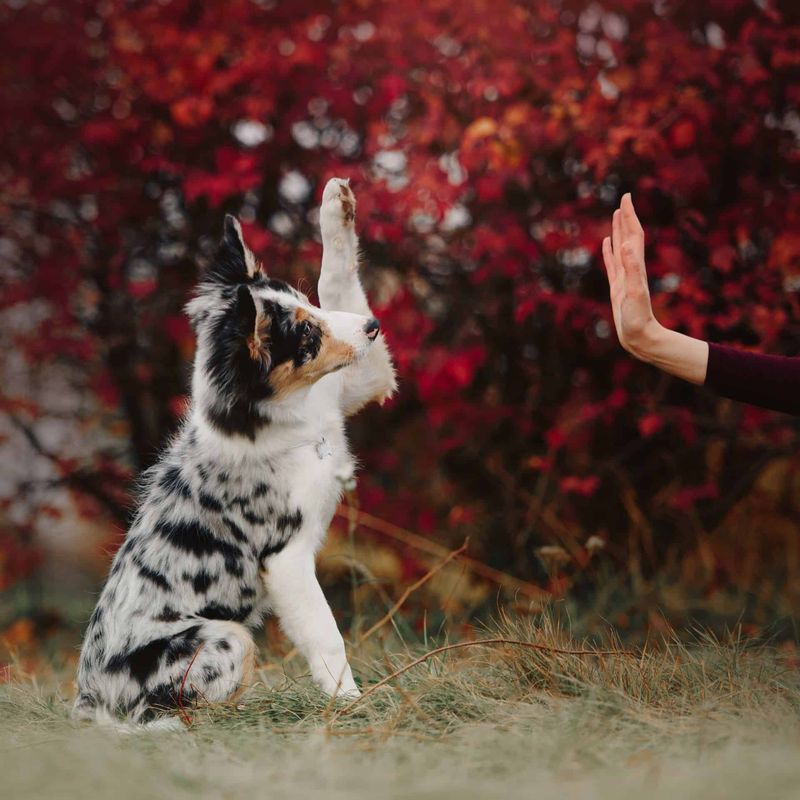 The Waving Hello
