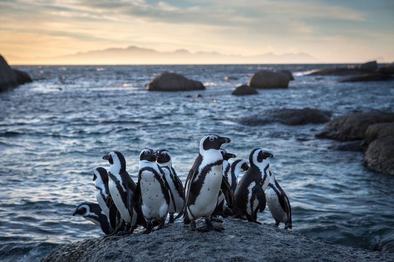 Penguin Poop Fertilizes the Oceans