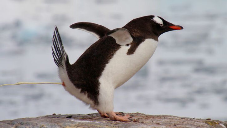 The Climate Power of Penguin Poop: 10 Facts That Will Surprise You