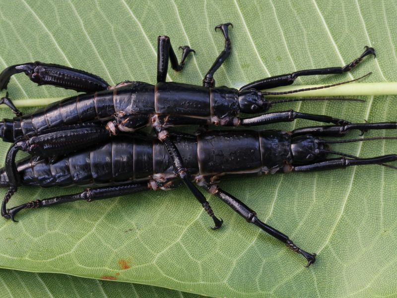 The Lord Howe Island Stick Insect: A Resilient Bug
