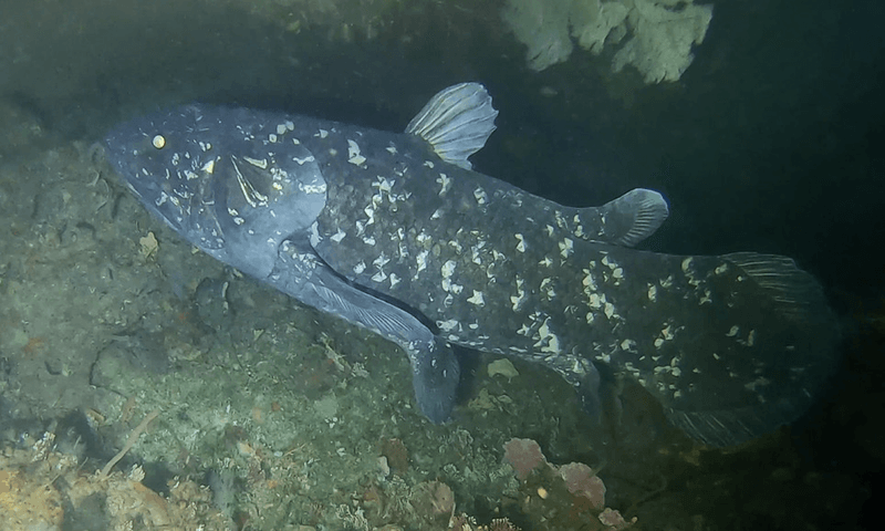 The Role of Coelacanth in Evolutionary Studies
