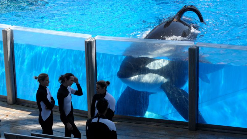 Blackfish