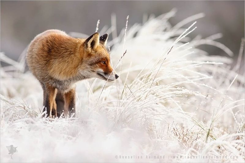The Cunning Fox