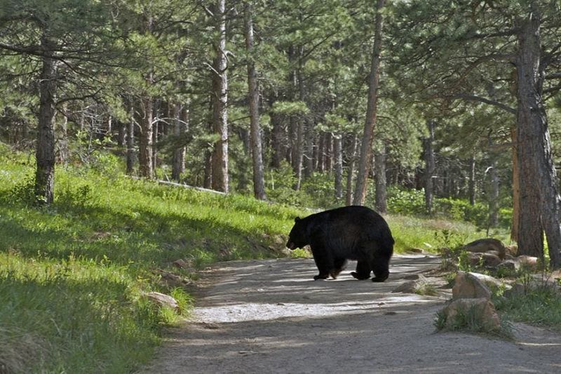 The Curious Bear in Boulder