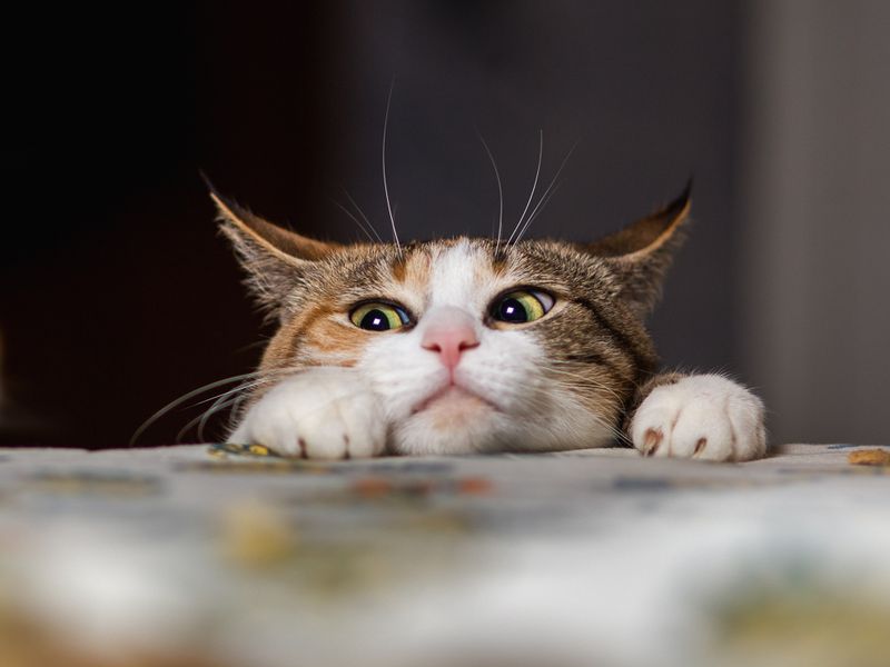 The Silent Stalker