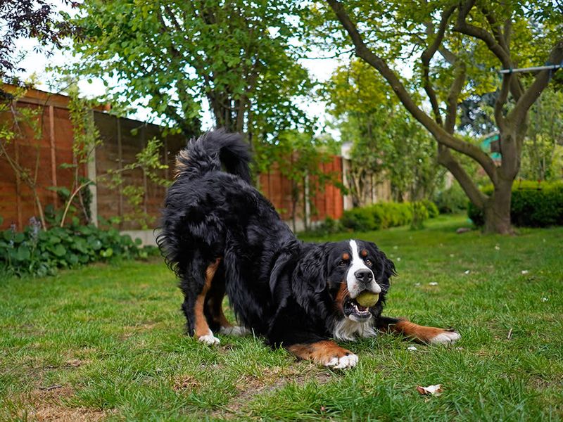 The Playful Chase