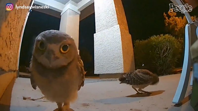 The Owl's Midnight Call