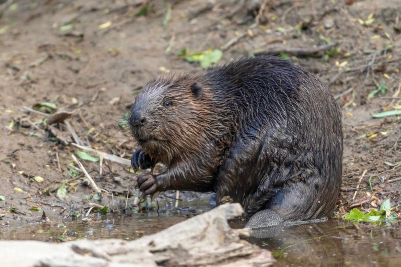 Bavaria's Beaver Success