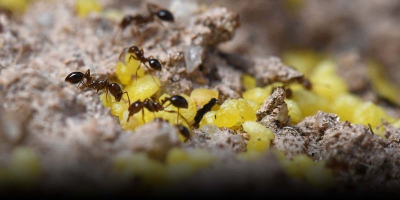 Ecological Impact on Native Species