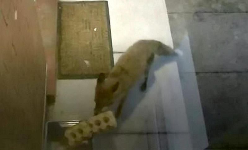The Sneaky Fox