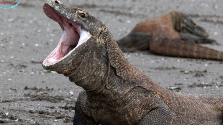 The Dinosaur Age May Not Be Over—Here’s What’s Still Roaming the Earth