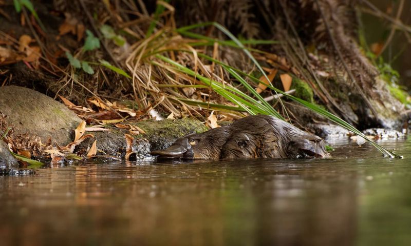 The Disappearing Platypus