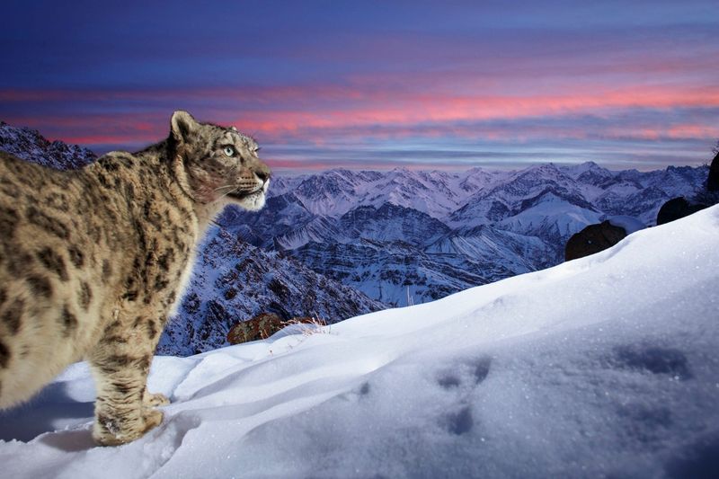 The Elusive Snow Leopard